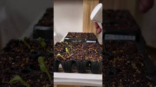 ひまわり発根 #plants #sunflower #seeds #shorts
