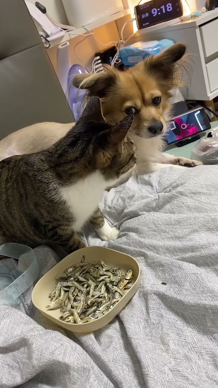C magnifique vidéo chat ? ? ?