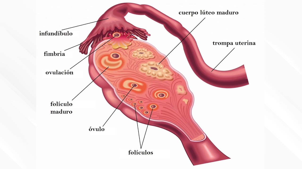 Желтое тело анатомия. Лечение яичника у мужчин