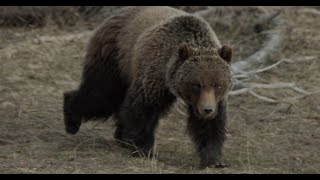 A grizzly wandering around on frozen Yellowstone Lake.