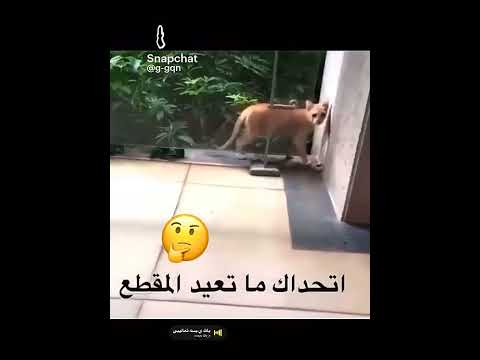 بلله يابسه تعالي