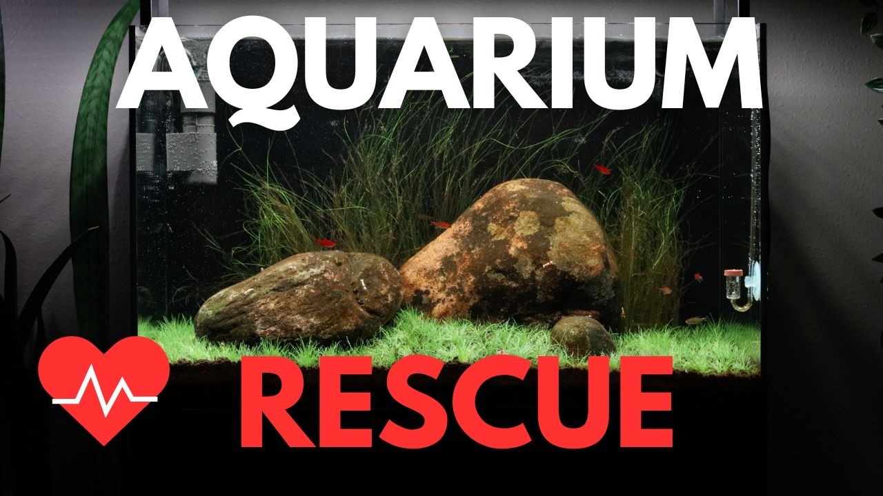 СПАСЕНИЕ ЗАБЫТОГО АКВАСКЕЙПА!