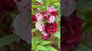 Hybrid balsam flowers / Impatiens balsamina