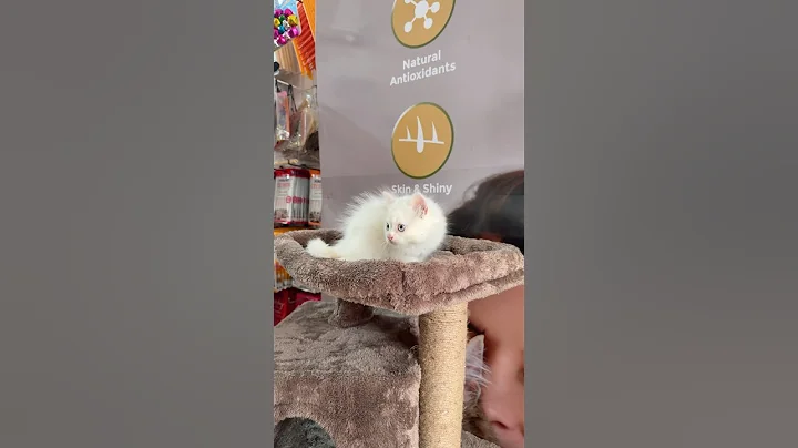 Video 9255701: persiancat persians, persiancat baby cat, little persian cat, pretty persian