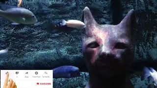 Enjoy 7 minutes of stunning ultra high-definition 4K video from the deep se