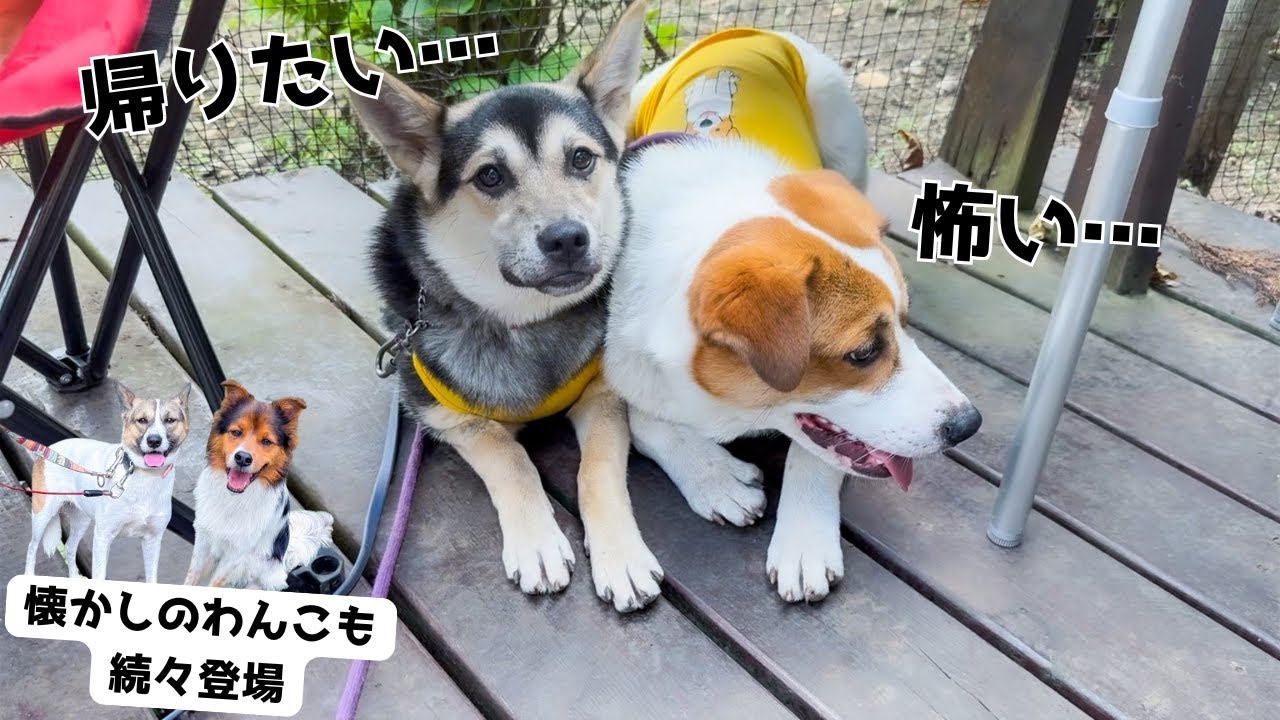 Wild dog puppies] First event to gather courage - YouTube