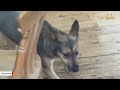 Terrified rescue dog hid behind sofa for 6 months