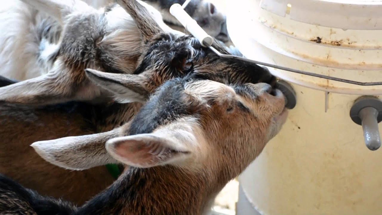 Baby Goats Eating from Lambars YouTube