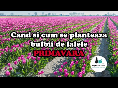 When and how to plant tulip bulbs – Spring
