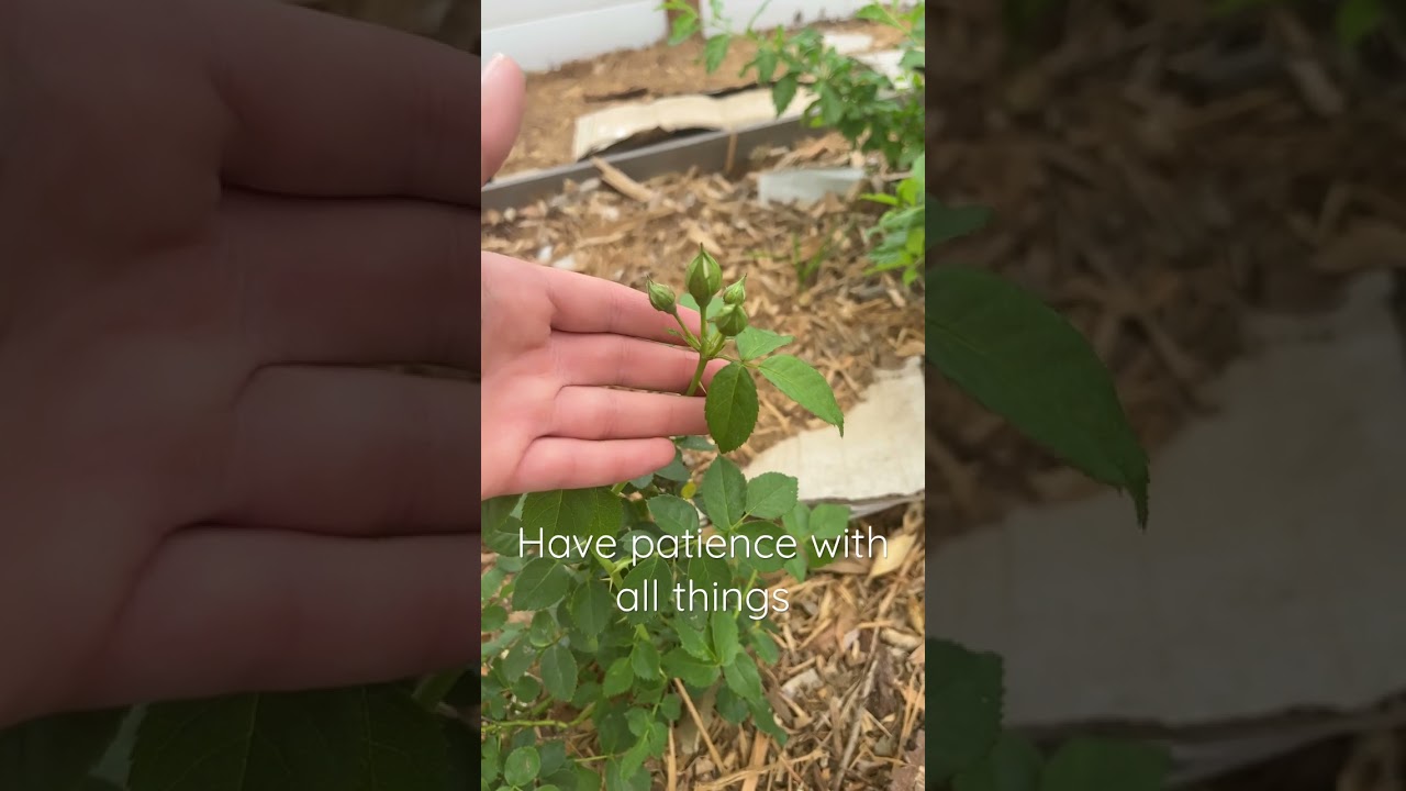 The most important thing gardening has taught me  