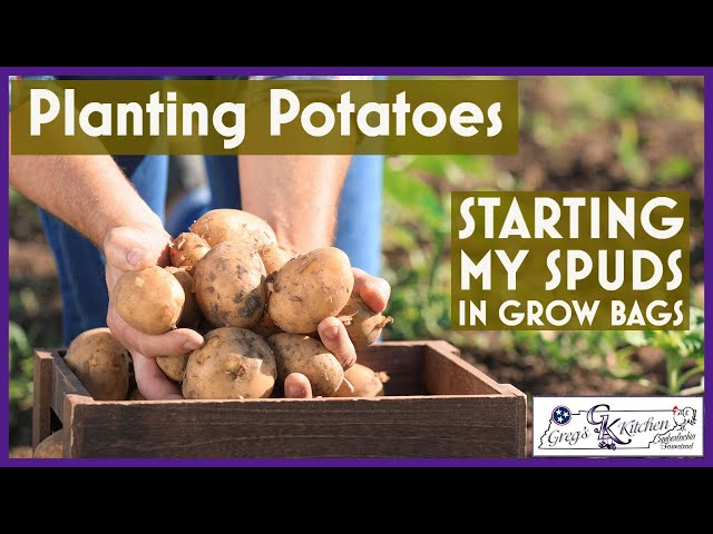 How to grow potatoes in bags – Marshalls Garden