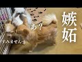 【嫉妬】他の犬がママに近づくことを許さないチワワ