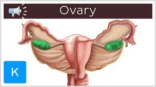 Ovary | Anatomical Terms Pronunciation by Kenhub
