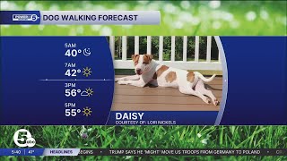 Bright but chilly Monday Dog Walking Forecast