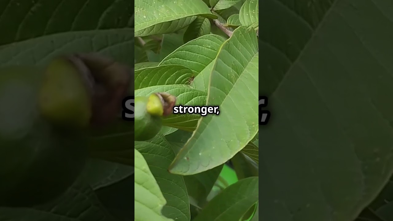 Organic Substitution Enhances Yield and Quality of Zanthoxylum bungeanum