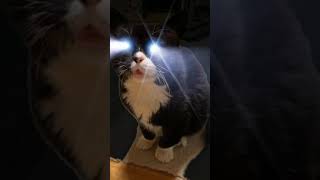 猫って暗い場所で目が光るけどこんなんだったっけ