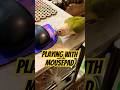Playing with mousepad my pineapple conure parrot is workaholic
