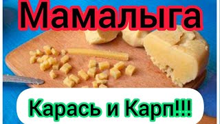 Карась и Карп обожают Мамалыгу! Вкусный рецепт для Рыбалки!