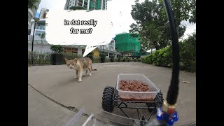 FPV RC Car Feeds Stray Cats on a Trailer  Part 2