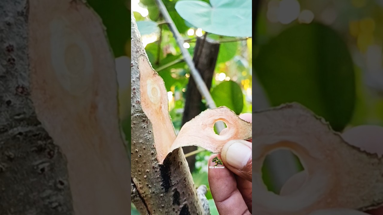 Beautiful grafting technique 🌿🌳 #garden #plants #gardening #nature #craft #diy #grafting