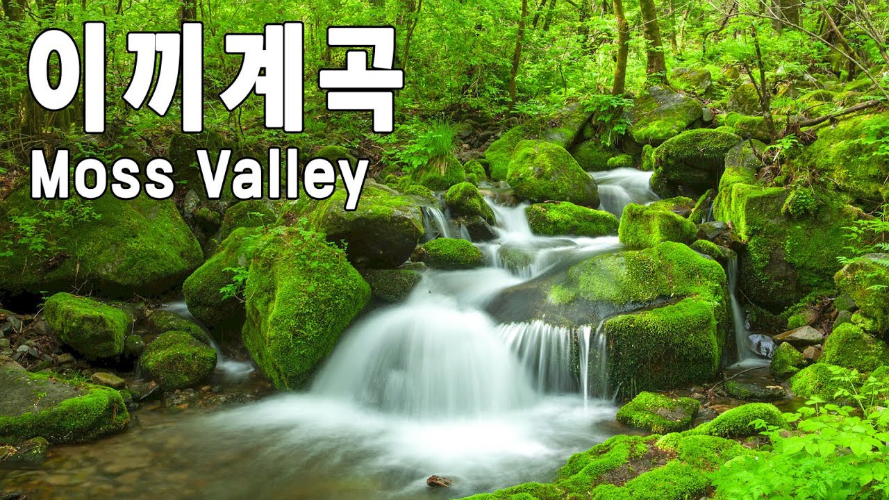 영월상동 이끼계곡 // 힐링영상 // Healing_Video // Moss valley of Korea