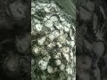 Mukbang talaba #NicolasTv19 #rudepanottv #Nicolasvlog #shortvideo