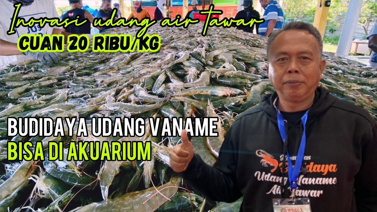 Peluang Untung dari Bisnis & Budidaya Udang Vaname Air Tawar Salinitas