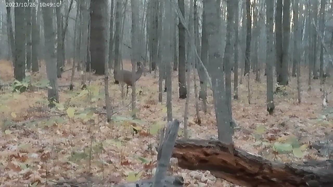 DEER AT 3 YARDS