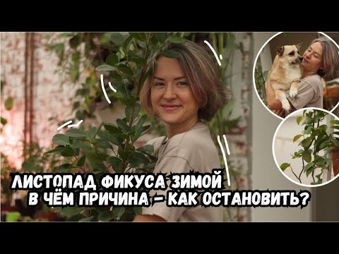 Зимний листопад фикуса / в чем причина и как его остановить?!