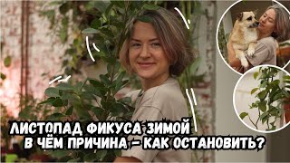 Зимний листопад фикуса / в чем причина и как его остановить?!