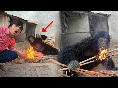 Gorilla Ko Agg