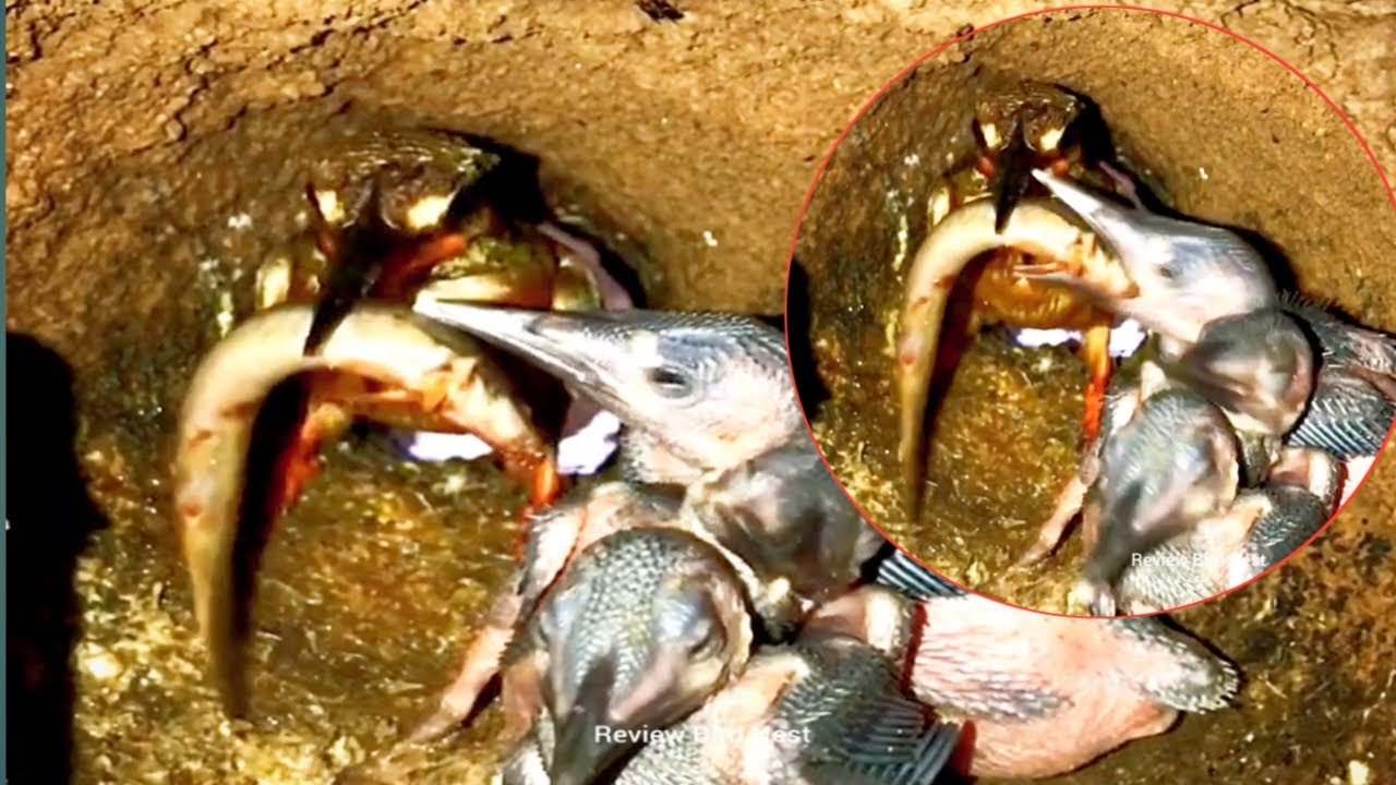 Amazing footage of kingfishers inside their nest.12 [ Review Bird Nest