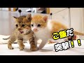 ふたりボッチの子猫は猛スピードでご飯に突撃してくる【赤ちゃん猫　保護猫】