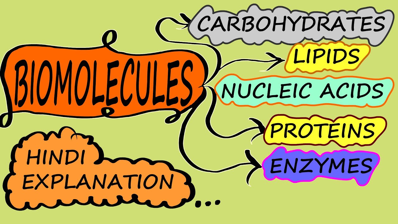 BIOMOLECULES CLASS 11Bio Full Chapter NCERTHindi Explanation