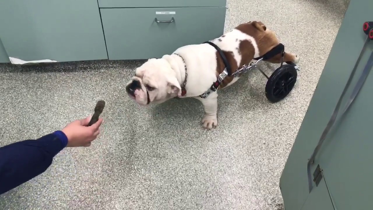 inland valley humane society & spca