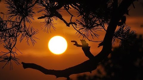 Fermi Paradox: The Rare Sun Hypothesis