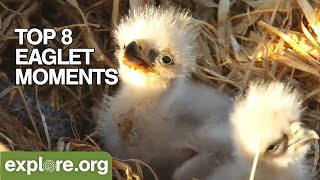 Who's Ready for Bald Eaglets to Hatch?!