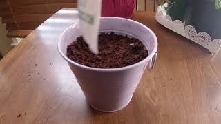 Lavender Grow Kit