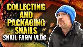 The Snail Farm Life: Collecting & Packaging Our Precious Escargot 🌟🐌