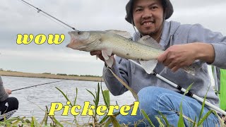 Fishing 2022 || Beautiful Pickerel || # Manitoba