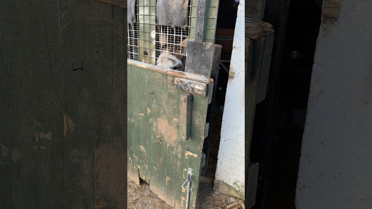 Приветствую и доброе утро! Сегодня час пик на ферме в новогодний день, с нашими ослами и Тостом.