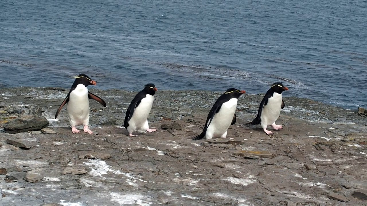 Rockhopper Penguins at Bleaker Island 
