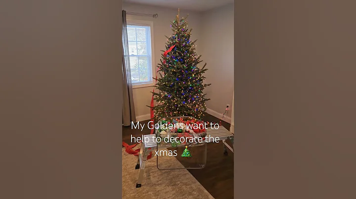Decorating Christmas 🎄 #merrychristmas #Christmas #goldenretriever