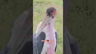 Marabou stork.  #love #birds