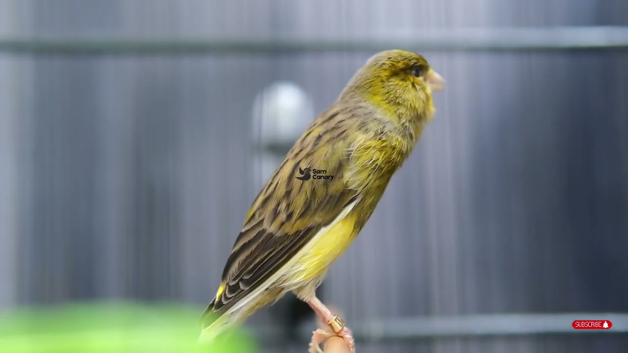 kenari gacor durasi panjang, Full Isian, Non Stop, Untuk Pancingan, Ngerek Kawin, Cengkok Mewah