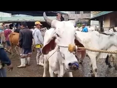 PRICE UPDATE NG MGA INAHIN AT DUMALAGANG BAKA #padregarciabatangas# ...