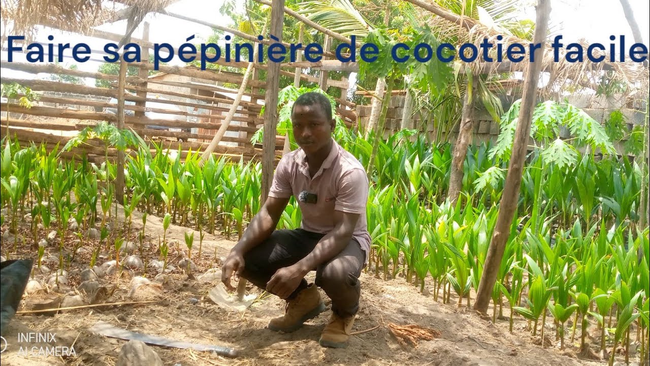 Comment faire sa pépinière de cocotier facilement ?