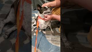 Delilah At Spca Florida In Lakeland January 2023