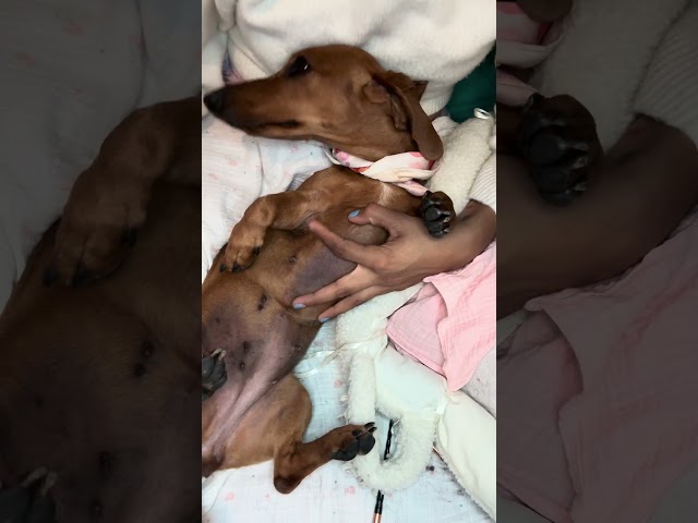🌭🐕 CLOE TAMBIÉN QUIERE HACER VIDEOS | CLOE ALSO WANT TO MAKE VIDEOS 💕 MY BABIES