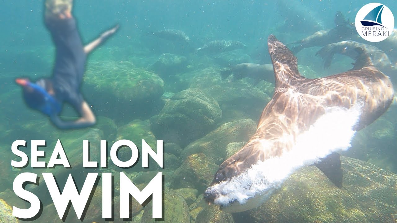 ⁣Northern Sea of Cortez Sailing & Swimming with Sea Lions | Ep 83